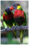 image of lorikeet