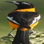 image of bird