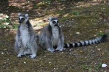 image of madagascar_cat