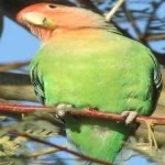 image of bird