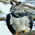 image of harpy_eagle #3