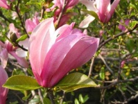 image of magnolia #21