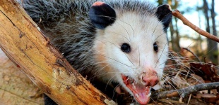 image of possum #39