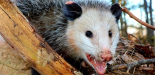image of animal