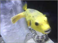 image of puffer