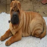 image of shar_pei #22