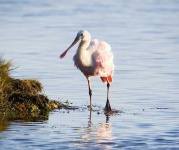 image of spoonbill