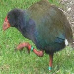 image of bird