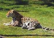 image of jaguar_car