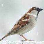image of bird
