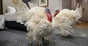 image of animal