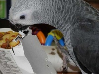 image of african_grey #6