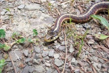 image of garter_snake