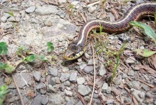 image of garter_snake #30