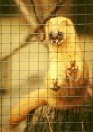 image of weasel