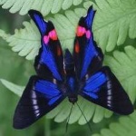 image of animal