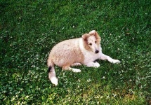 image of collie