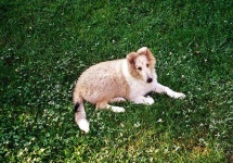 image of collie #21