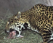 image of jaguar_car