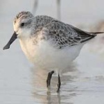 image of bird