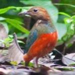 image of red_bellied_pitta