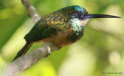 image of jacamar