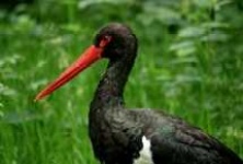 image of black_stork