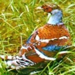 image of bird