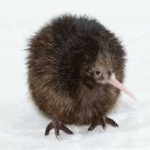 image of bird