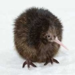 image of bird_kiwi #24