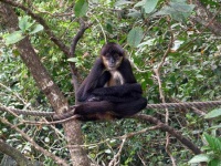 image of spider_monkey #26