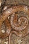 image of night_snake