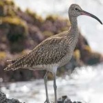 image of whimbrel