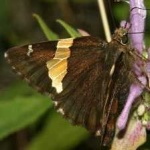 image of banded_butterfly #71