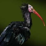 image of bird