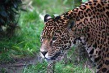 image of jaguar_car
