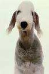 image of bedlington_terrier