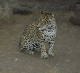 image of jaguar_car