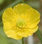 image of flower