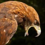 image of bird