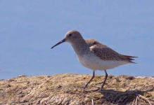 image of red_backed_sandpiper
