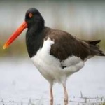 image of bird