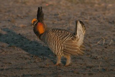 image of prairie_chicken