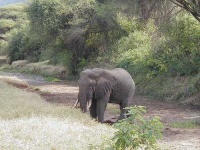 image of tusker