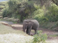 image of tusker #23