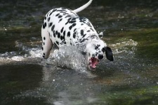 image of dalmatian #18