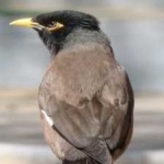 image of bird