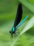 image of damselfly