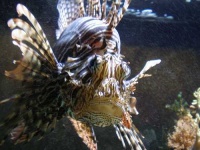 image of lionfish