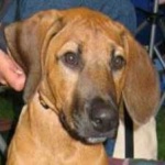 image of animal